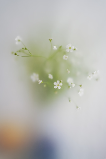 blur art background of white flowers in abstract filter