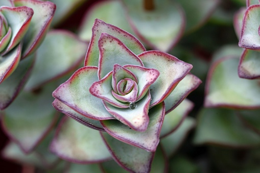 Leaves of Crassula perforata, a succulent pant from South Africa.