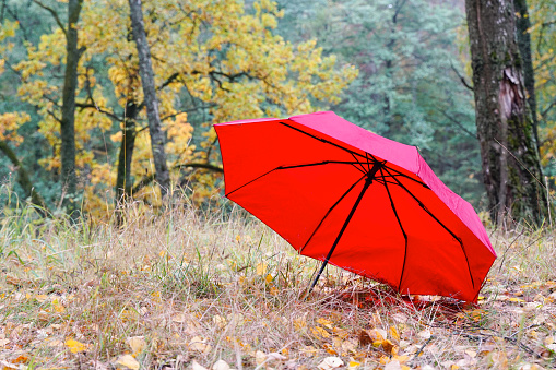Red umbrella in the autumn forest. Autumn Concept.