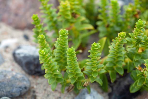 istock Sea sandplants, Honckenya peploides 1429716329
