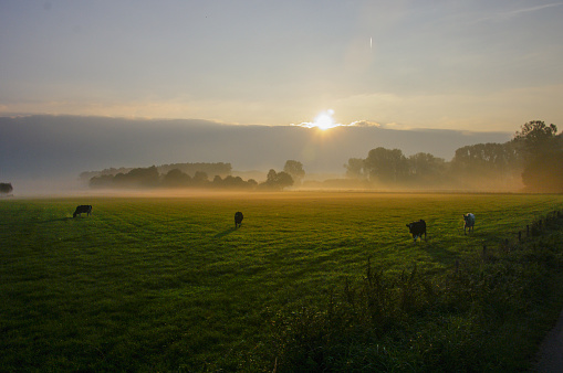 Grazing cows in the early morning in a dew covered meadow