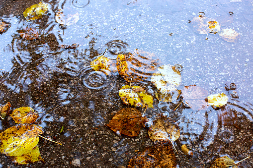 Autumn puddle with reflections of trees and fallen yellow leaves. Some raindrops and bubbles, close-up.