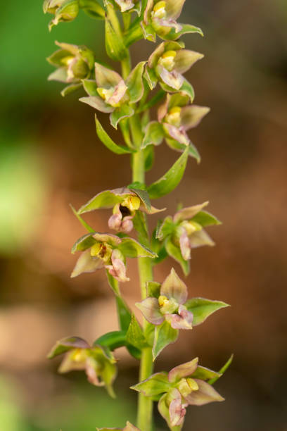 istock Broad Leaved Helleborine (Epipactis helleborine) in to wild 1429724941