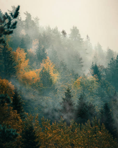 istock A misty morning in the forest 1429725182