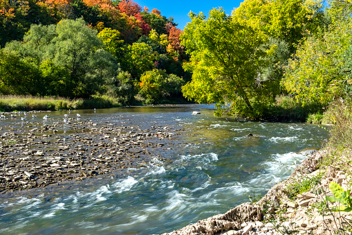 Beautiful Credit River With Colorful Fall Foliage in the Background and Seagulls Resting on the Rocky Shallow Parts of the River Bed