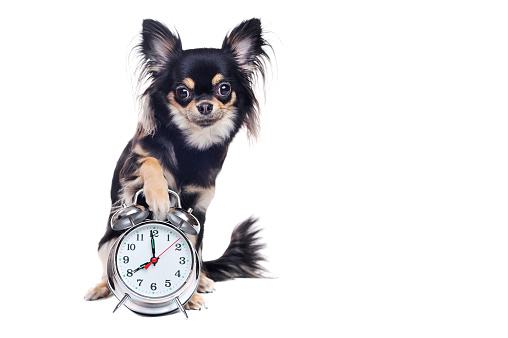 Chihuahua dog holding paw on the alarm clock