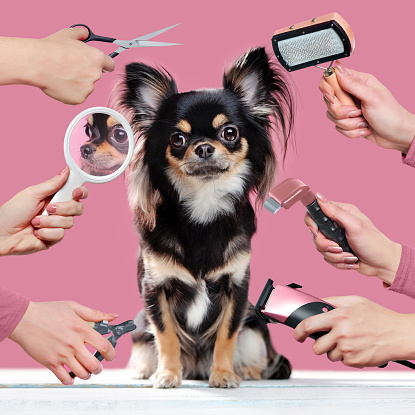 Chihuahua isolated on pink background getting grooming procedures