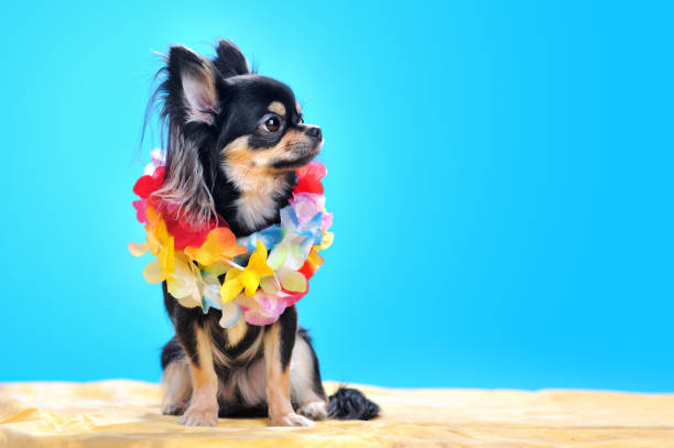 istock Chihuahua at the beach looking to the side 1429727680