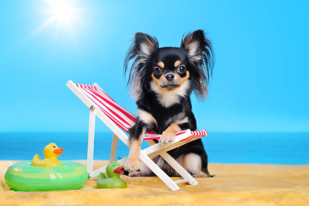 Chihuahua sitting next to beach lounger