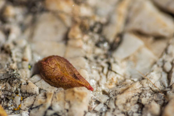 Macro of leaf