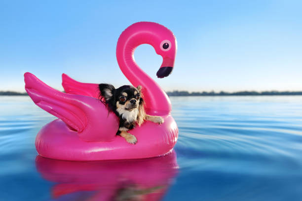 istock Chihuahua having rest on rubber pink flamingo 1429727963