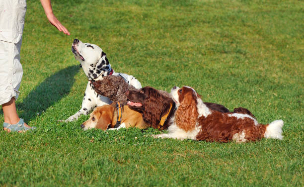 istock Dogs in the dogs school training laying down command 1429728958