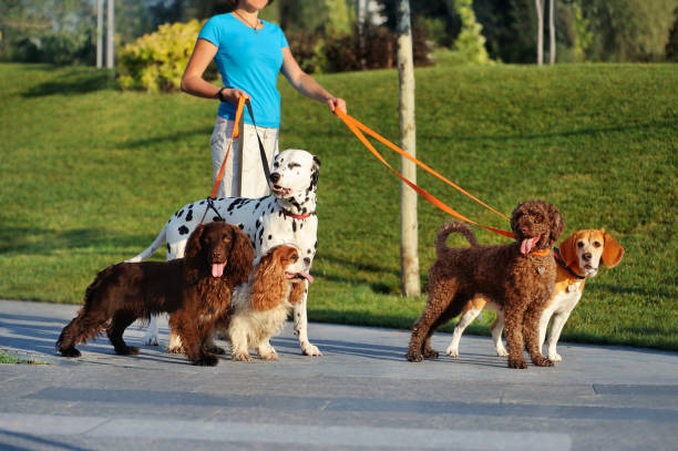 Morning dog walking in the park