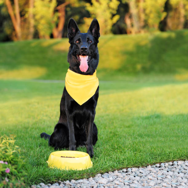 istock Black german shepherd dog having dinner at the lawn 1429730091