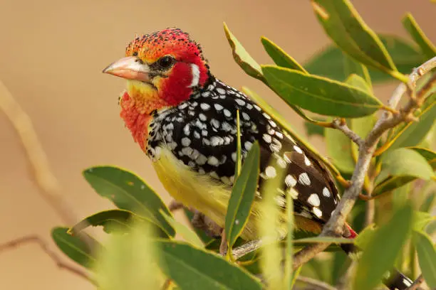 Red-and-yellow Barbet Trachyphonus erythrocephalus species of African barbet found in eastern Africa, omnivorous, feeds on seeds, fruit and invertebrates, colored red and yellow bird on the bush.