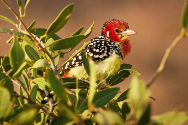 Red-and-yellow Barbet Trachyphonus erythrocephalus species of African barbet found in eastern Africa, omnivorous, feeds on seeds, fruit and invertebrates, colored red and yellow bird on the bush.