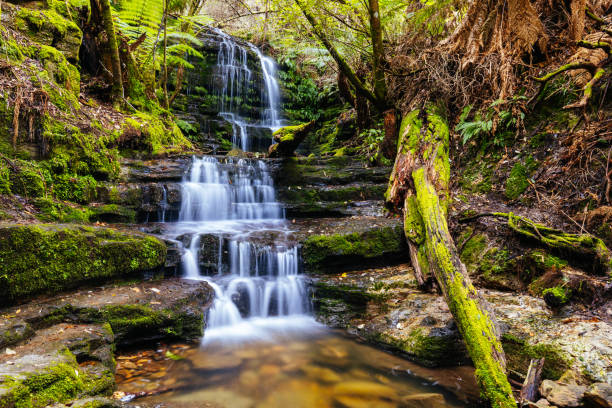istock Myrtle Gully Falls in Tasmania Australia 1429732283