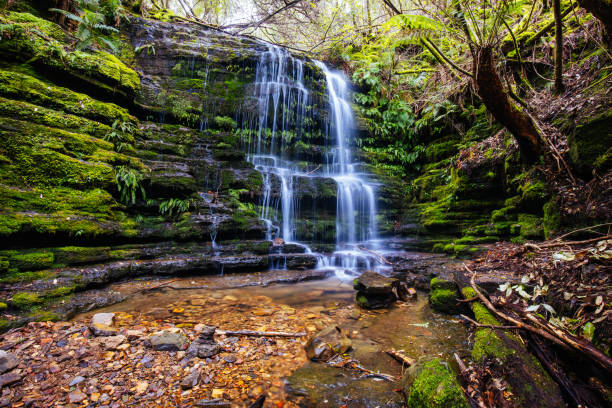 istock Myrtle Gully Falls in Tasmania Australia 1429732300