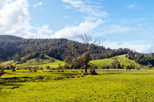 istock Pyengana Landscape in Tasmania Australia 1429732326