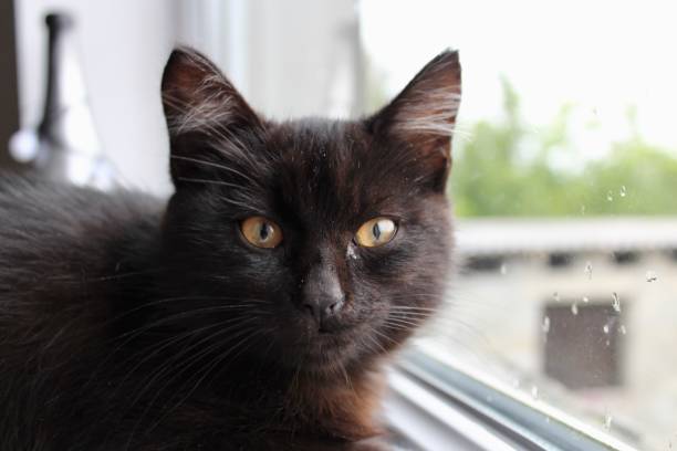 istock young black pet cat sitting on blanket and looking 1429738476