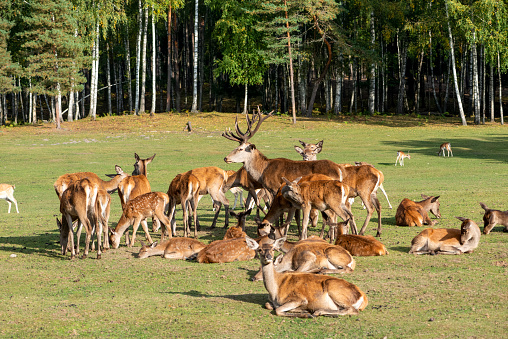 Red deer, cervus elaphus, herd standing on grassland. Male animal surrounded by group of female animals. Sunny autumn, fall day