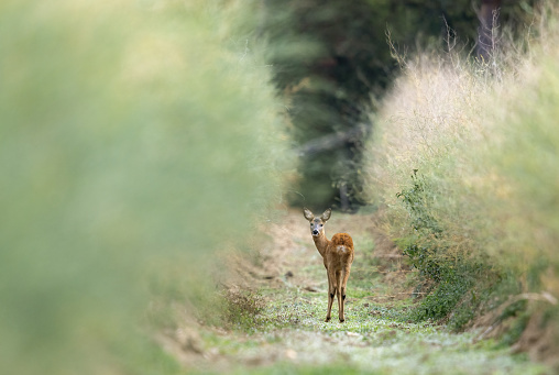 Female roe deer (Capreolus capreolus) standing in an asparagus field.