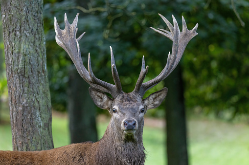 Close-up of a male red deer (Cervus elaphus) isolated on dark black background. \n\nPhotograph taken in deer park, Klosterreichenbach, Black Forest