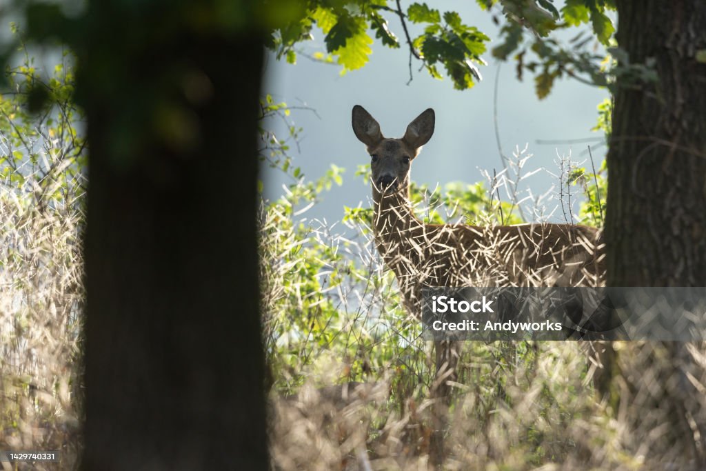Female roe deer (Capreolus capreolus) Doe hiding in a forest. Oak Leaf Stock Photo
