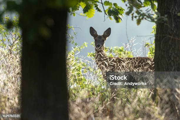 Female Roe Deer Stock Photo - Download Image Now - Oak Leaf, Beauty, Alertness