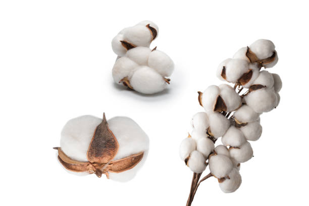 istock Cotton flower branch isolated on white background. 1429741505