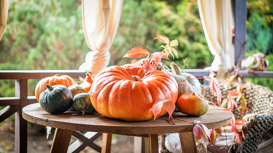 Fall pumpkins isolated on a white background. Assortment of green, orange and pink heirloom pumpkins. Blue doll, autumn frost and porcelain doll varieties.