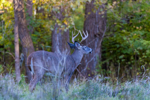istock Male whitetail deer 1429751361