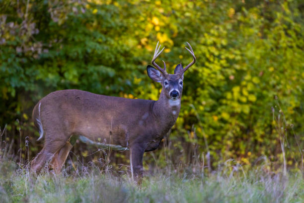 istock Male whitetail deer 1429751462