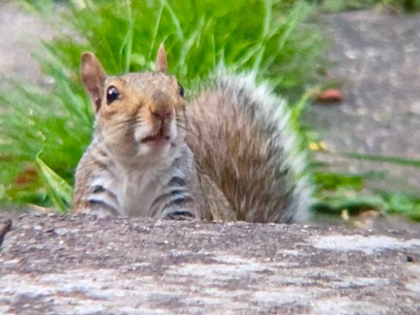 istock A squirrel begs for food 1429751941