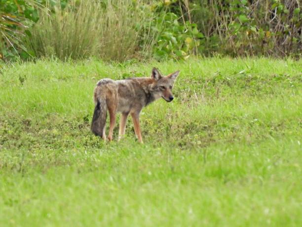 istock Coyote (Canis latrans) - in a grassy field 1429763898