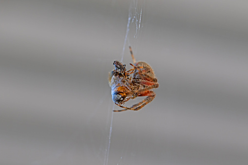 Orb weaver spider with a honey bee in within the web