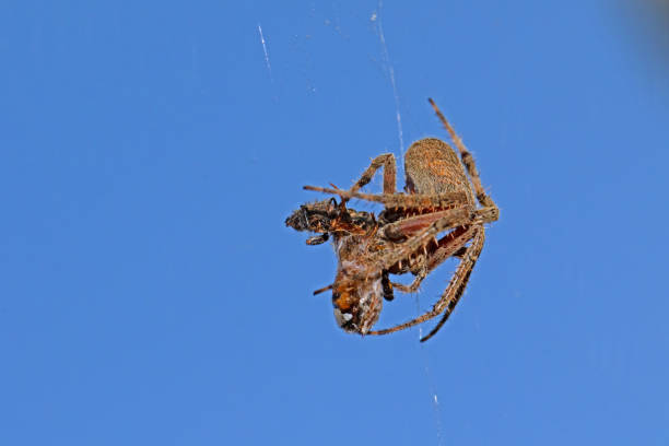 istock Orb Weaver spider with Hoenybee 1429763979