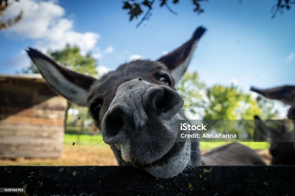 Curious donkey A close-up of a cute little donkey Donkey Stock Photo