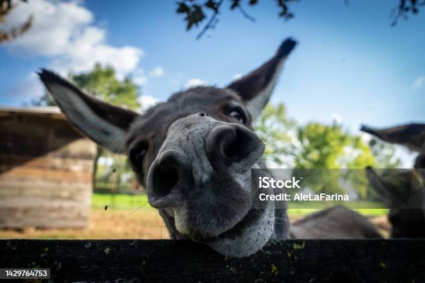 Curious Donkey Stock Photo - Download Image Now - Donkey, Humor, Close-up