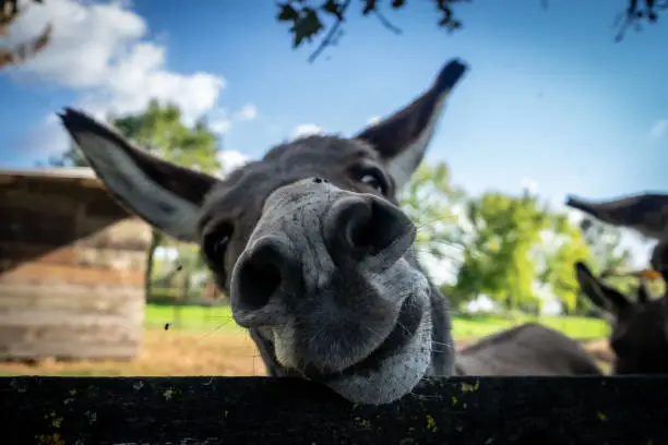 A close-up of a cute little donkey