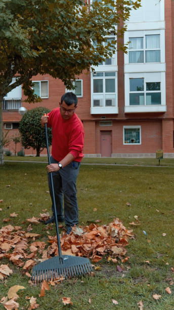 istock Gardener collecting fallen leaves with rake 1429766248