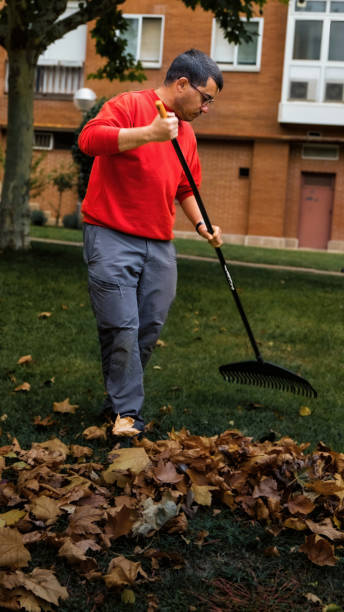 istock Gardener collecting fallen leaves with rake 1429766254