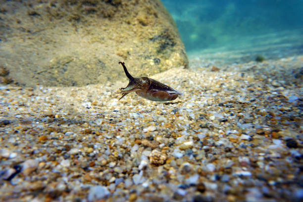 istock European common cuttlefish - Sepia officinalis 1429767029