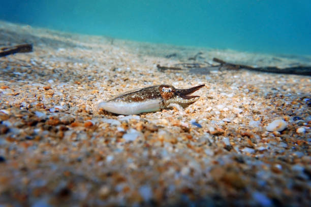 istock European common cuttlefish - Sepia officinalis 1429767044
