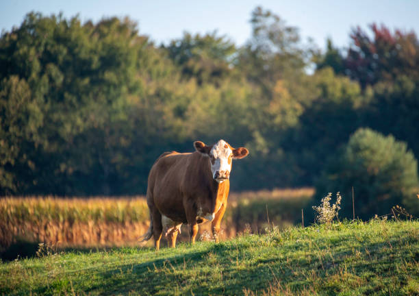 A cow grazes in a field at a farm near Camden NY.
