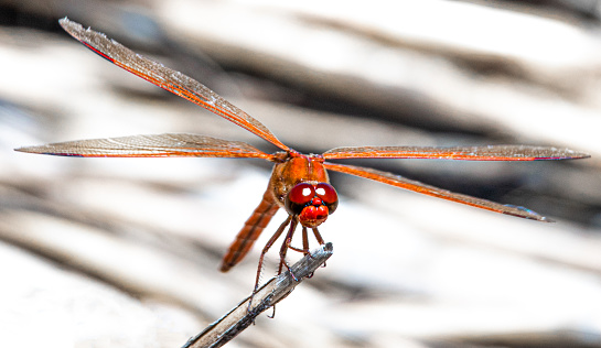 Up close of a red dragonfly
