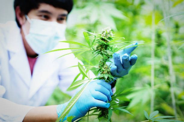 istock cannabis farm, psychoactive mind altering drug 1429776802
