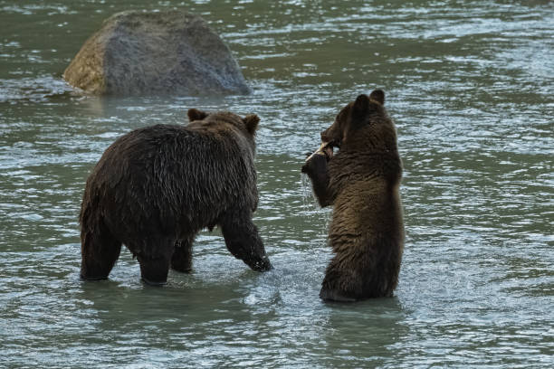アラスカの川でサーモンを釣るグリズリーズ - bear salmon alaska cub ストックフォトと画像