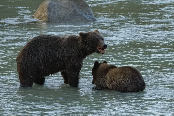 アラスカの川でサーモンを釣るグリズリーズ - bear salmon alaska cub ストックフォトと画像