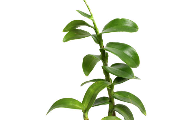 istock Green orchid leaves on white background with copyspace 1429779286